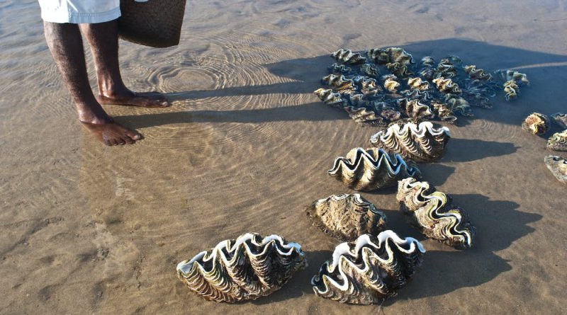Warming Water And Acidic Oceans Threaten The Existence Of Giant Shells