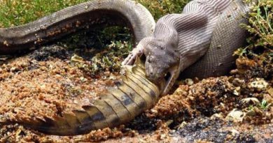 Jungle News How Giant Python Swallows Alligator Watch Viral Video