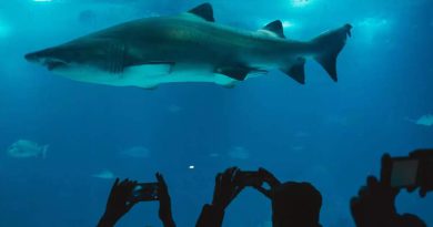 Humans are three times more dangerous than sharks, know why researchers are saying such a thing