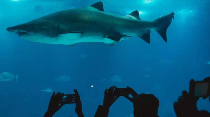 Humans are three times more dangerous than sharks, know why researchers are saying such a thing